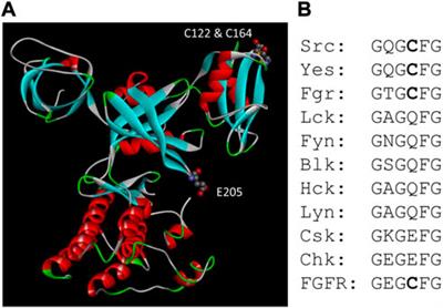 Dissection of the catalytic and regulatory structure-function relationships of Csk protein tyrosine kinase